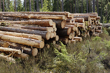 Image showing felled in the forest trees
