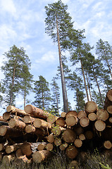 Image showing felled in the forest trees on a background of sky