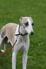 Image showing whippet