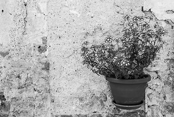 Image showing Tuscan flowers