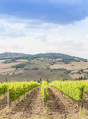 Image showing Tuscan wineyard