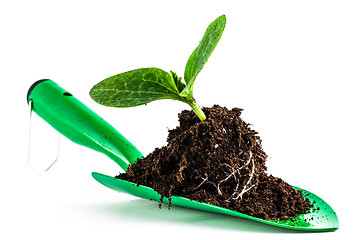 Image showing Young plant on gardening tool