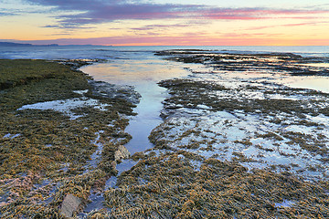 Image showing The overflow, Long Reef, NSW, Australia