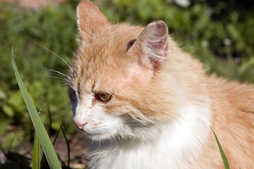 Image showing Hunting cat