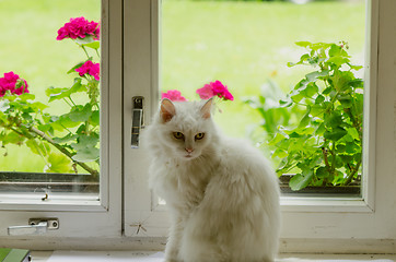 Image showing White fluffy cat pet sit on window sill 