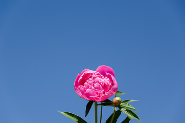 Image showing peony blossom on blue sky background 