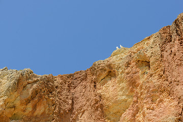 Image showing Two seagulls sitting on cliff top