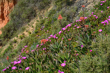 Image showing Plants on the hill