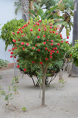 Image showing Typical southern tree - bottlebrush