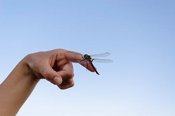 Image showing large damselfly wings on finger 