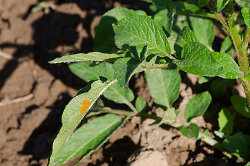 Image showing colorado beetle bug eggs on potato plant leaf 