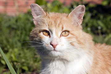 Image showing Cat