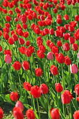 Image showing Beautiful red tulips