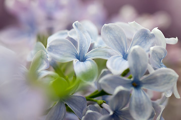 Image showing Macroshot of lilac flower