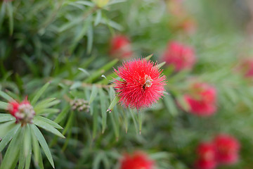 Image showing Bacro shot of bottlebrush