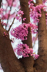 Image showing Pink flowers growing on tree