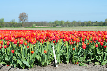 Image showing Red tulips field