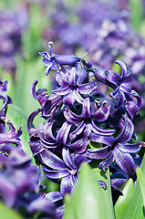 Image showing Purple hyacinths