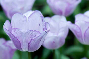 Image showing Purple tulips