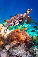 Image showing Hawksbill Turtle - Eretmochelys imbricata