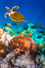 Image showing Anemonefish