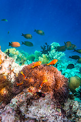 Image showing Anemonefish