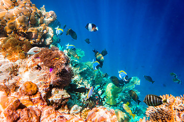 Image showing Tropical Coral Reef.