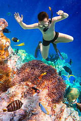 Image showing Snorkeler Maldives Indian Ocean coral reef.