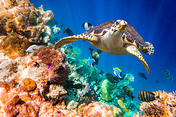 Image showing Hawksbill Turtle - Eretmochelys imbricata