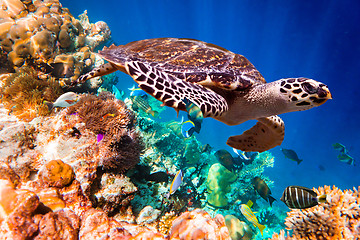 Image showing Hawksbill Turtle - Eretmochelys imbricata