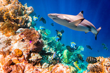 Image showing Tropical Coral Reef.