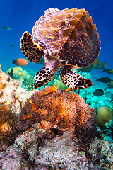 Image showing Hawksbill Turtle - Eretmochelys imbricata