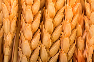 Image showing Golden Wheat Ears