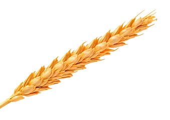 Image showing Golden Wheat Ears