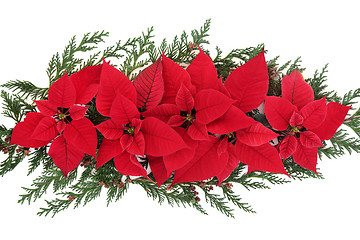 Image showing Poinsettia Flower Display