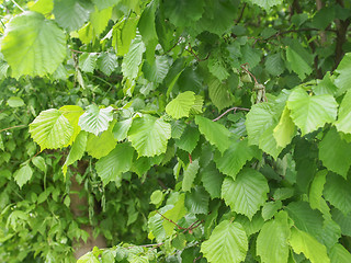 Image showing Hazel tree leaf