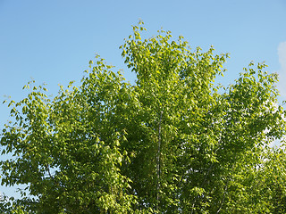 Image showing Tree top