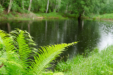 Image showing fern leaves and pond glittering raindrops 
