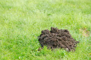 Image showing fresh molehill on green meadow site in spring day 