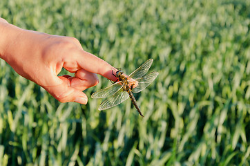 Image showing closeup large damselfly wings on finger 