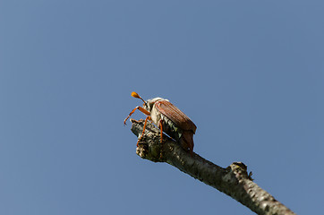 Image showing chafer bug crawl on dry tree branch 