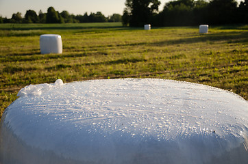 Image showing polythene wrapped grass bales. Animal fodder 