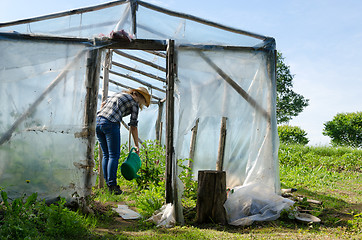 Image showing Gardener woman with watering plants in greenhouse 