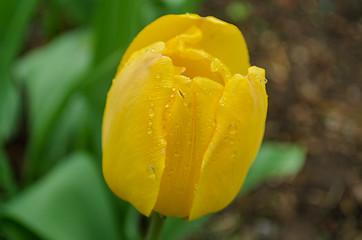 Image showing close up of yellow dewy tulip  