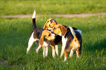 Image showing Beagle dogs