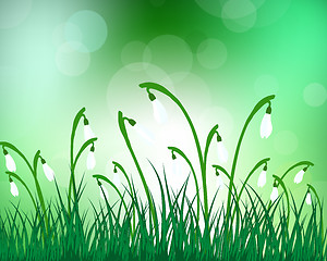 Image showing Summer meadow background with snowdrops