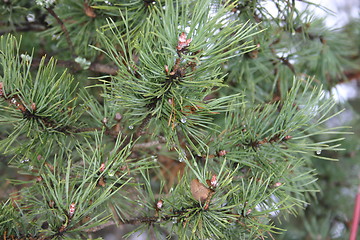 Image showing pine-tree branch