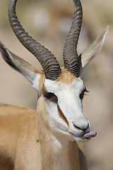 Image showing Male Springbok