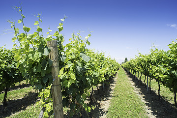 Image showing Green Vineyards 