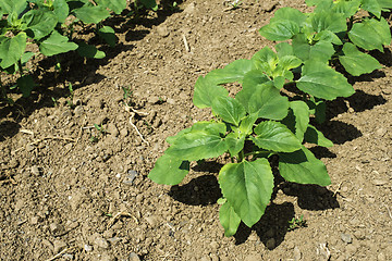 Image showing Young sunflower plantations